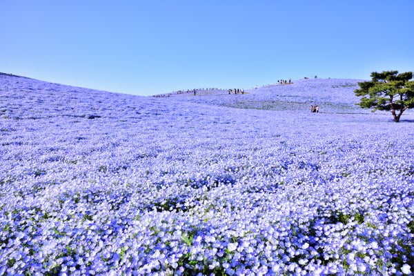 【東京発】国営ひたち海浜公園のネモフィラとあしかがフラワーパークの大藤・初夏の二大絶景を巡る日帰りバスツアー♪お昼は那珂湊名物のお弁当「三浜たこめし」付き!※全日程催行確定!!1